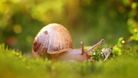 Close-up-of-a-snail-slowly-creeping-in-the-sunset-sunlight.