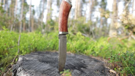 Hunting-knife-on-the-stump-in-the-forest