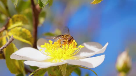 Hoverflies,-flower-flies-or-syrphid-flies,-insect-family-Syrphidae.They-disguise-themselves-as-dangerous-insects-wasps-and-bees.The-adults-of-many-species-feed-mainly-on-nectar-and-pollen-flowers.