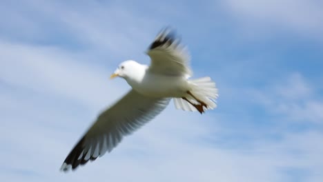 Seagull-soars-in-the-blue-sky.