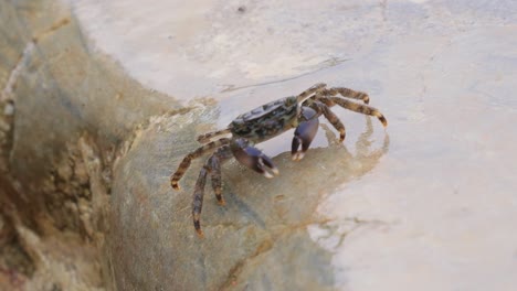 Pachygrapsus-marmoratus-is-a-species-of-crab,-sometimes-called-the-marbled-rock-crab-or-marbled-crab,-which-lives-in-the-Black-Sea,-the-Mediterranean-Sea-and-parts-of-the-Atlantic-Ocean.