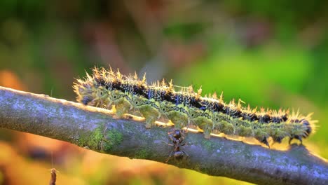 Small-tortoiseshell-(Aglais-urticae)-caterpillar.-The-ant-attacks-the-caterpillar.-The-urticaria-caterpillar-crawls-in-the-rays-of-the-setting-sun.