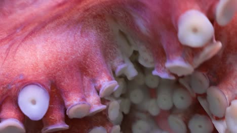 Octopus-tentacles-close-up.-Octopus-(plural-octopuses)-is-a-soft-bodied,-eight-limbed-mollusc-of-the-order-Octopoda.