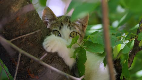Stray-kitten-on-a-tree-branch.-Stray-cat-is-an-un-owned-domestic-cat-that-lives-outdoors-and-avoids-human-contact:-it-does-not-allow-itself-to-be-handled-or-touched,-and-remains-hidden-from-humans.