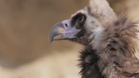 Cinereous-vulture-(Aegypius-monachus)-is-a-large-raptorial-bird-that-is-distributed-through-much-of-temperate-Eurasia.-It-is-also-known-as-the-black-vulture,-monk-or-Eurasian-black-vulture.