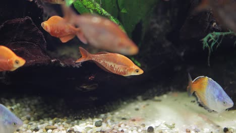 Boesemani-rainbowfish-(Melanotaenia-boesemani),-is-a-species-of-fish-in-the-family-Melanotaeniidae.