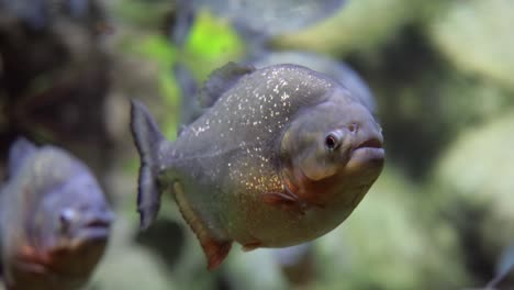 Piranha---Kolossoma-Macropomum