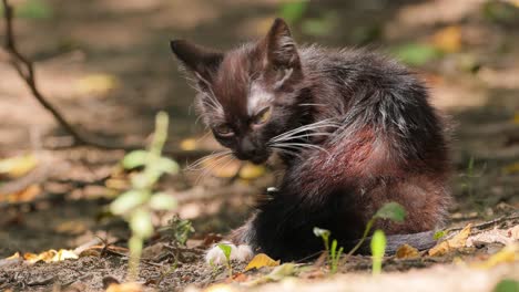 Stray-kitten-bitten-by-fleas.-Stray-cat-is-an-un-owned-domestic-cat-that-lives-outdoors-and-avoids-human-contact:-it-does-not-allow-itself-to-be-handled-or-touched,-and-remains-hidden-from-humans.