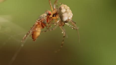 Close-up-macro-shot-of-a-two-spiders-fight-for-the-captured-victim