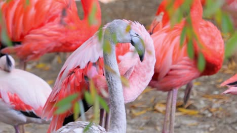 Flamingos-Oder-Flamingos-Sind-Eine-Watvogelart-Aus-Der-Familie-Der-Phoenicopteridae,-Der-Einzigen-Vogelfamilie-In-Der-Ordnung-Der-Phoenicopteriformes.