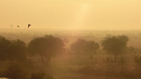 Birds-at-sunrise-on-the-background-of-beautiful-nature-of-India-in-slow-motion.-Rajasthan,-India.