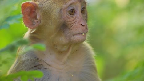 El-Macaco-Rhesus-(macaca-Mulatta)-En-Cámara-Lenta-Es-Una-De-Las-Especies-Más-Conocidas-De-Monos-Del-Viejo-Mundo.-Parque-Nacional-Ranthambore-Sawai-Madhopur-Rajastán-India