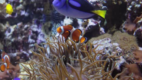 Topical-saltwater-fish-,clownfish-Anemonefish