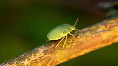 Forest-green-shield-bug-(Palomena-prasina)-green-stink-bug-is-a-species-of-shield-bug-in-the-family-Pentatomidae,-found-in-most-of-Europe.-It-inhabits-forests,-woodlands,-orchards,-and-gardens
