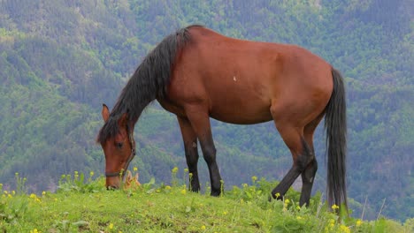 Horses-grazing-on-a-green-meadow-in-a-mountain-landscape.