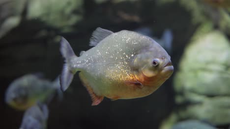 Piranha---Colossoma-macropomum
