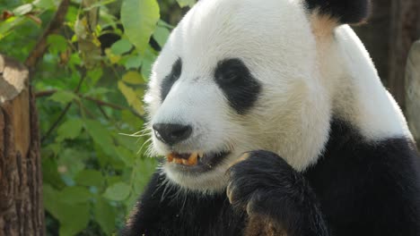 Giant-panda-(Ailuropoda-melanoleuca)-also-known-as-the-panda-bear-or-simply-the-panda,-is-a-bear-native-to-south-central-China.