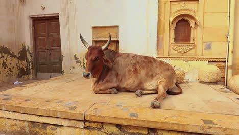 Cow-on-street-in-India-Constitution-of-India-mandates-the-protection-of-cows-in-Rajasthan,-India.
