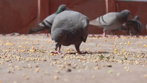 Pigeons-on-the-walking-street-slow-motion-move.-India-Rajasthan.