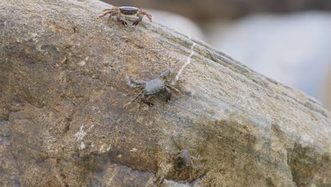 Pachygrapsus-marmoratus-is-a-species-of-crab,-sometimes-called-the-marbled-rock-crab-or-marbled-crab,-which-lives-in-the-Black-Sea,-the-Mediterranean-Sea-and-parts-of-the-Atlantic-Ocean.