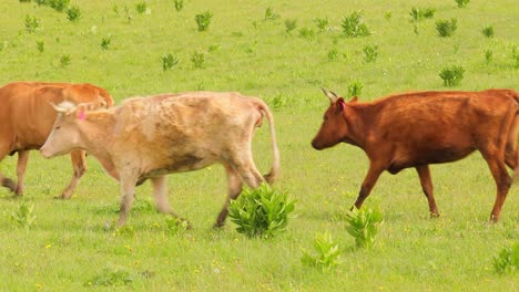 Cows-together-grazing-in-a-field.-Cows-running-into-the-camera.