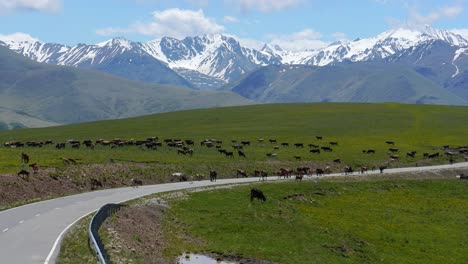 Animals,-horses-and-cows-graze-in-the-meadows-of-the-Elbrus-region,-go-out-on-the-road,-interfering-with-the-movement-of-cars.
