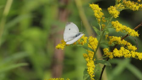 Pieris-brassicae,-the-large-white-butterfly,-also-called-cabbage-butterfly.-Large-white-is-common-throughout-Europe,-north-Africa-and-Asia-often-in-agricultural-areas,-meadows-and-parkland.