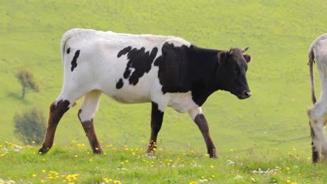 Vacas-Juntas-Pastando-En-Un-Campo.-Vacas-Corriendo-Hacia-La-Cámara.
