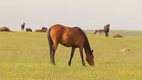 Horses-grazing-on-a-green-meadow-in-a-mountain-landscape.