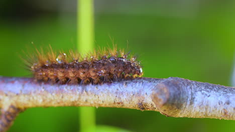 Caterpillar-Phragmatobia-fuliginosa-also-ruby-tiger.-A-caterpillar-crawls-along-a-tree-branch-on-a-green-background.