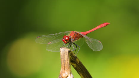Scarlet-Dragonfly-(Crocothemis-erythraea)-is-a-species-of-dragonfly-in-the-family-Libellulidae.-Its-common-names-include-broad-scarlet,-common-scarlet-darter.
