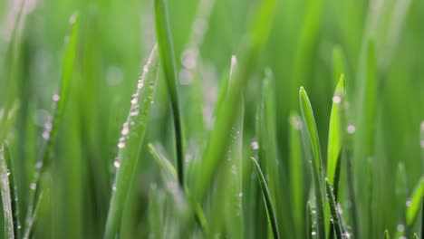 Green-grass-close-up-super-macro-shooting.