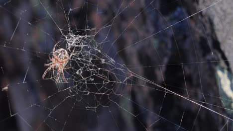 Spider-on-cobweb-close-up-waiting-for-the-future-victim