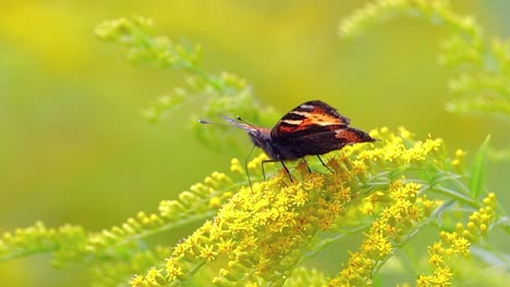 Kleiner-Fuchsschmetterling-(Aglais-Urticae,-Nymphalis-Urticae)-Ist-Ein-Farbenfroher-Eurasischer-Schmetterling-Aus-Der-Familie-Der-Nymphalidae.-Es-Ist-Ein-Mittelgroßer-Schmetterling,-Der-Hauptsächlich-Rötlich-orangefarben-Ist.