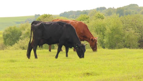 Cows-together-grazing-in-a-field.-Cows-running-into-the-camera.