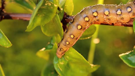 Caterpillar-Bedstraw-Hawk-Moth-crawls-on-a-branch-during-the-rain.-Caterpillar-(Hyles-gallii)-the-bedstraw-hawk-moth-or-galium-sphinx,-is-a-moth-of-the-family-Sphingidae.