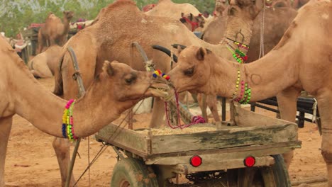 Camels-at-the-Pushkar-Fair,-also-called-the-Pushkar-Camel-Fair-or-locally-as-Kartik-Mela-is-an-annual-multi-day-livestock-fair-and-cultural-held-in-the-town-of-Pushkar-Rajasthan,-India.