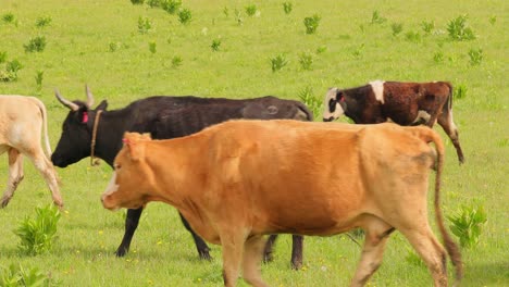 Vacas-Juntas-Pastando-En-Un-Campo.-Vacas-Corriendo-Hacia-La-Cámara.