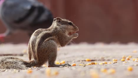 Indian-palm-squirrel-or-three-striped-palm-squirrel-(Funambulus-palmarum)-is-a-species-of-rodent-in-the-family-Sciuridae-found-naturally-in-India-(south-of-the-Vindhyas)-and-Sri-Lanka.