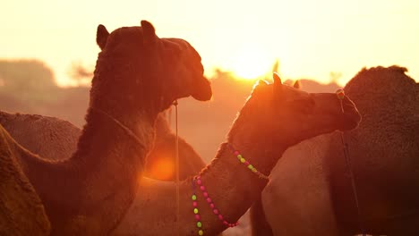 Camels-in-slow-motion-at-the-Pushkar-Fair,-also-called-the-Pushkar-Camel-Fair-or-locally-as-Kartik-Mela-is-an-annual-multi-day-livestock-fair-and-cultural-held-in-the-town-of-Pushkar-Rajasthan,-India.