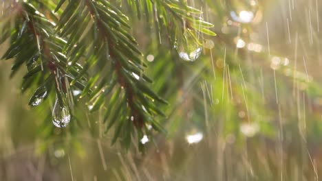 Rain-on-a-sunny-day.-Close-up-of-rain-on-the-background-of-an-evergreen-spruce-branch.
