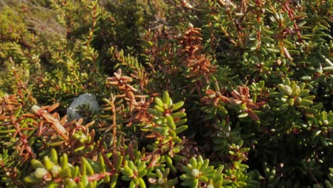 Arctic-Tundra.-Empetrum-is-a-genus-of-three-species-of-dwarf-evergreen-shrubs-in-the-heath-family-Ericaceae.-They-are-commonly-known-as-crowberries-and-bear-edible-fruit.