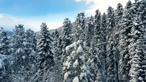 Hermoso-Bosque-De-Nieve-En-Invierno.-Volando-Sobre-Pinos-Cubiertos-De-Nieve.