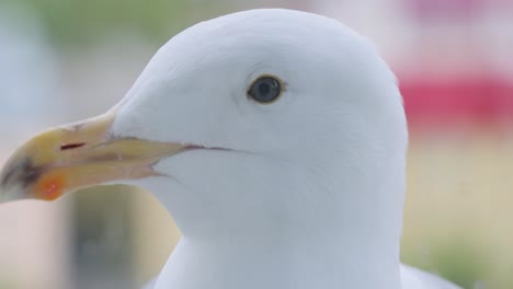 The-head-of-a-seagull-in-close-up.-The-bird-landed-on-the-window-sill.-Shooting-through-glass.
