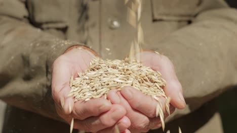 Farmer-inspects-his-crop-of-hands-hold-ripe-oat-seeds.-While-oats-are-suitable-for-human-consumption-as-oatmeal-and-rolled-oats,-one-of-the-most-common-uses-is-as-livestock-feed.