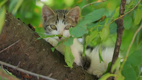 Stray-kitten-on-a-tree-branch.-Stray-cat-is-an-un-owned-domestic-cat-that-lives-outdoors-and-avoids-human-contact:-it-does-not-allow-itself-to-be-handled-or-touched,-and-remains-hidden-from-humans.