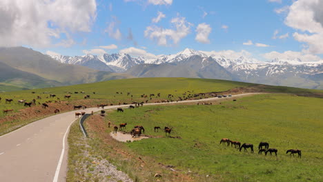 Los-Animales,-Caballos-Y-Vacas-Pastan-En-Los-Prados-De-La-Región-De-Elbrus,-Salen-A-La-Carretera,-Interfiriendo-Con-El-Movimiento-De-Los-Coches.