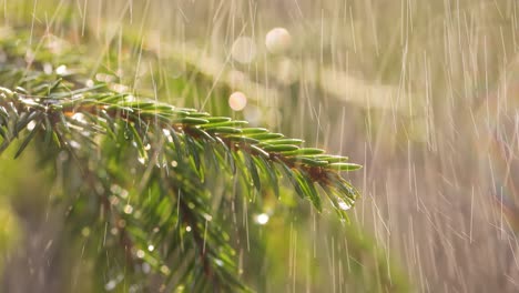 Rain-on-a-sunny-day.-Close-up-of-rain-on-the-background-of-an-evergreen-spruce-branch.