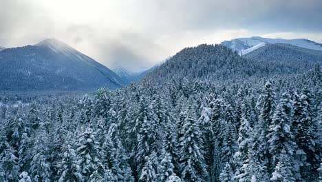 Schöner-Schneeszenenwald-Im-Winter.-Überfliegen-Von-Schneebedeckten-Kiefern.