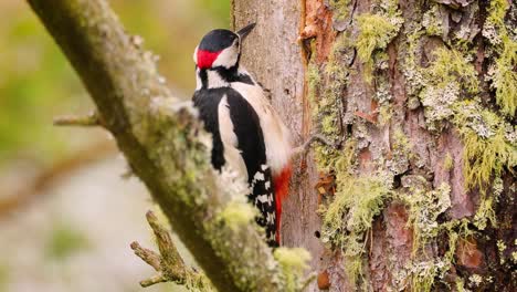 Great-spotted-woodpecker-bird-on-a-tree-looking-for-food.-Great-spotted-woodpecker-(Dendrocopos-major)-is-a-medium-sized-woodpecker-with-pied-black-and-white-plumage-and-a-red-patch-on-the-lower-belly